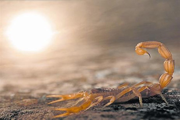 "La imatge de Carlos Pérez, guanyadora del Worldlife en modalitat de menors de 18 anys", Carlos Pérez Naval via El Periódico.