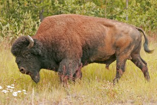 Liard Wood Bison, Near Coal River, British Columbia Liard Wood Bison, Near Coal River, British Columbia