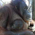 Nova cria d'orangutan, Hadiah Nova cria d'orangutan, Hadiah