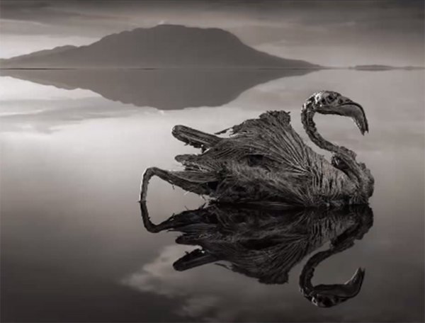 au petrificada au petrificada