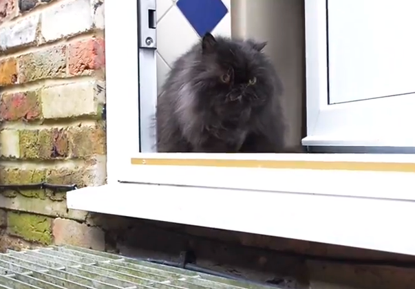 caffrey1234 caffrey1234