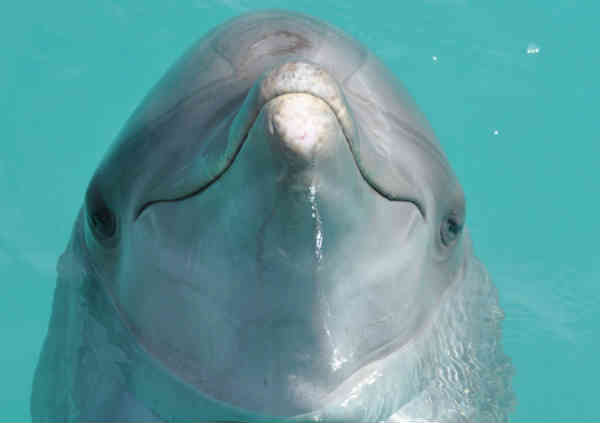 Dofins