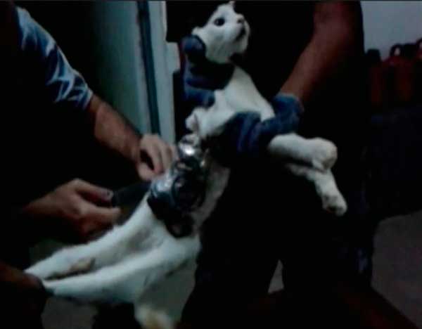 gat_enxampat gat_enxampat