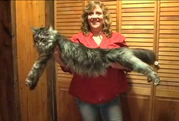 gatmesllarg234 gatmesllarg234