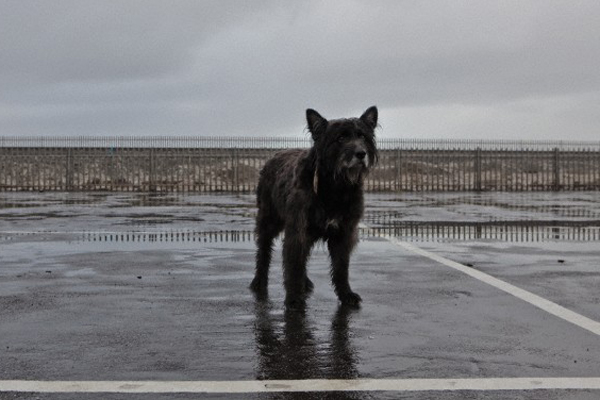 Gos de carrer Gos de carrer