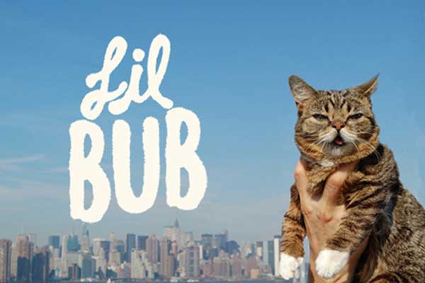 lilbub2013