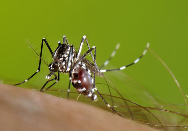 mosquit tire mosquit tire