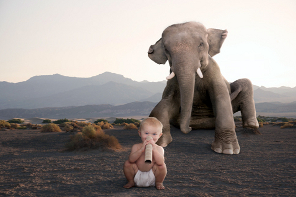 nen-elefant1 nen-elefant1