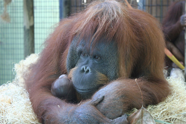 El nou orangutan del zoo ja té nom