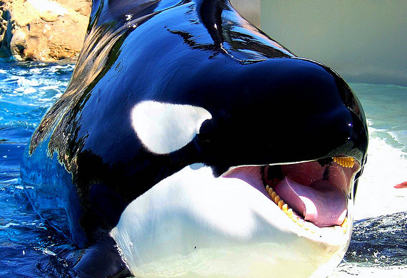Orca Ulisses