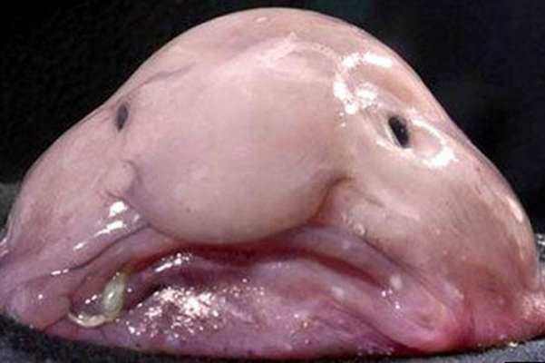 peixglobus peixglobus