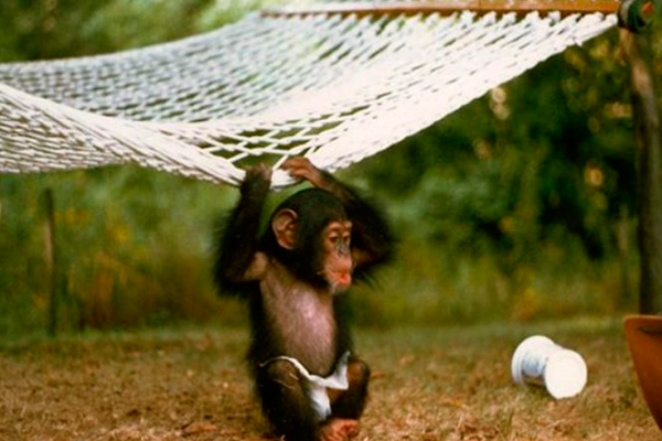 proyectonim123 proyectonim123