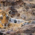 tigre